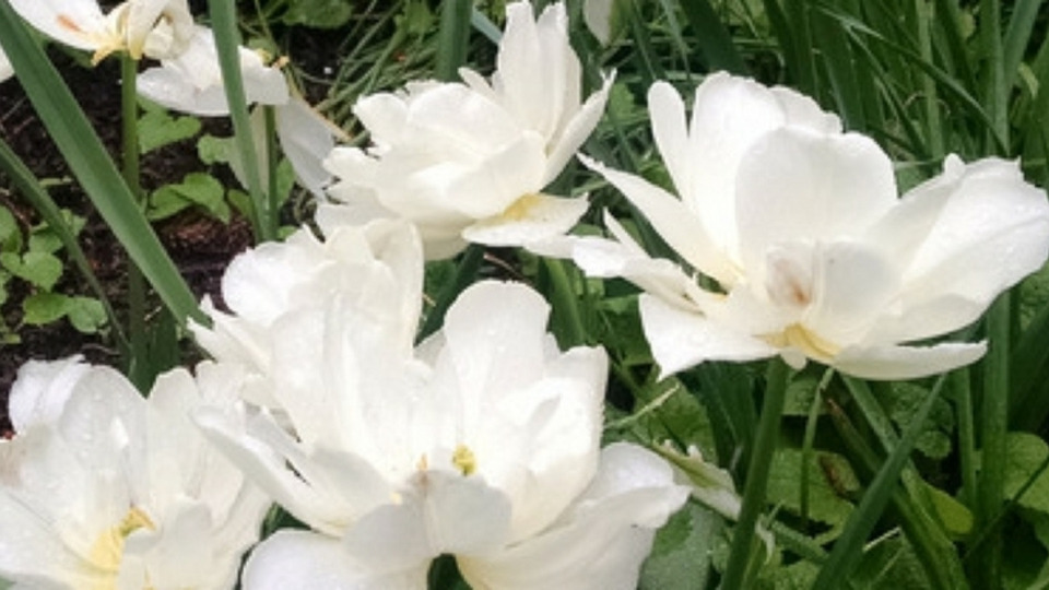 Offering Image
