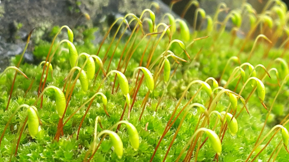 Annual pass (Supporter Rate)