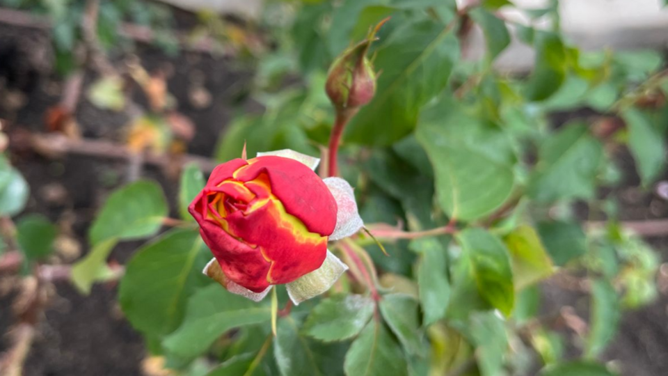 Health Coaching - Free Discovery Call