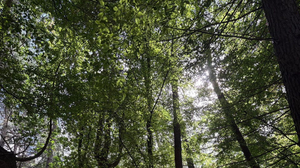 Woodland Yoga and Wellbeing  half day retreat16th August