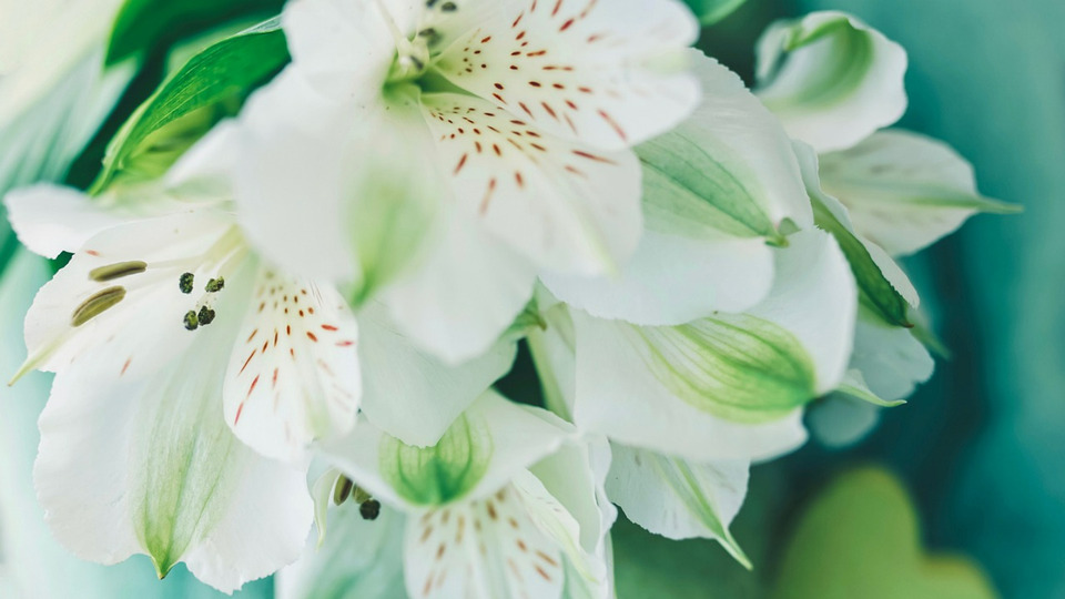 Reiki Wellness Package – 5 Sessions – $425 ($85/session, save $50)