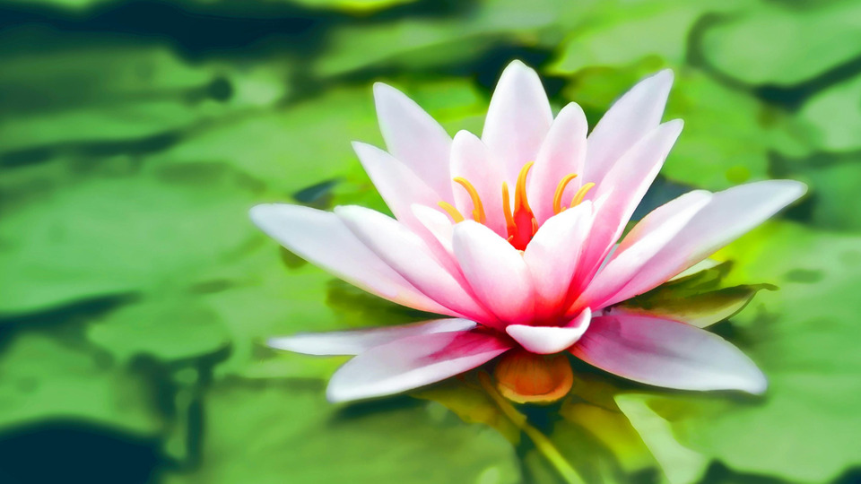 Offering Image