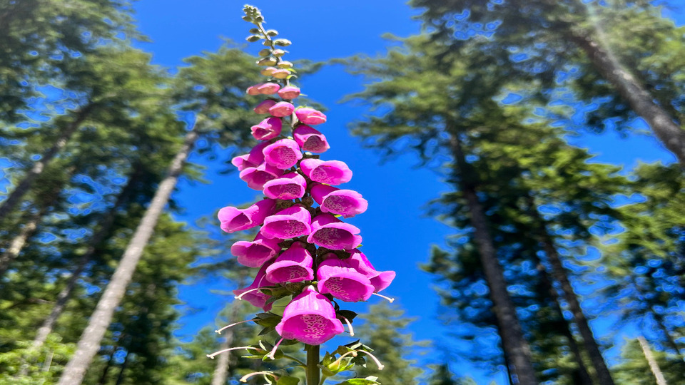 10 Virtual Yoga Class Pass