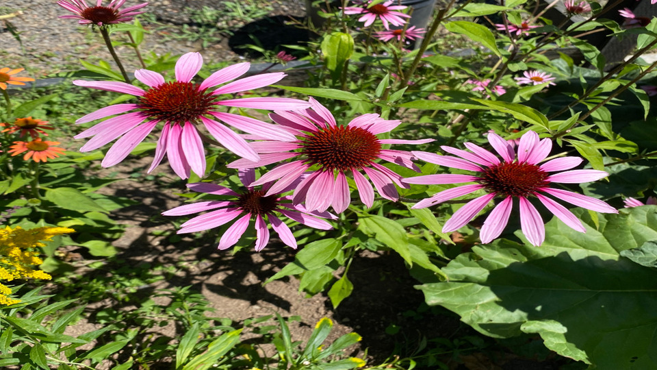 Unlimited Monthly Membership