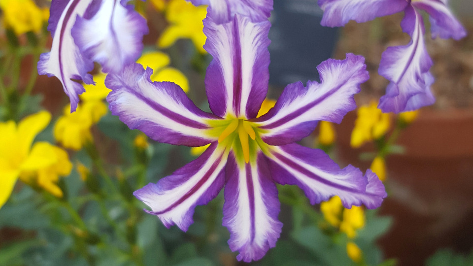 10-class pass (Sustainer Rate)