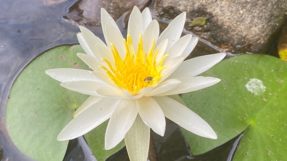 5 Hour-Long Private Lessons