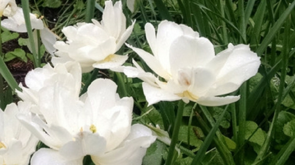 Offering Image