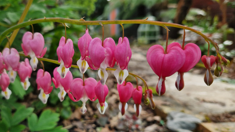 5-class pass (Community Rate)