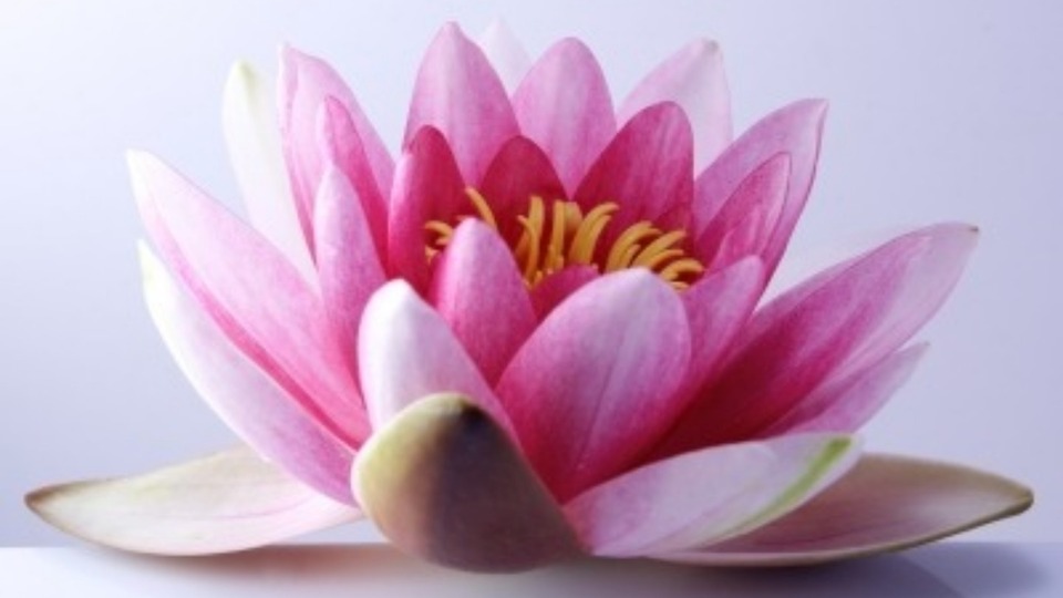 Offering Image