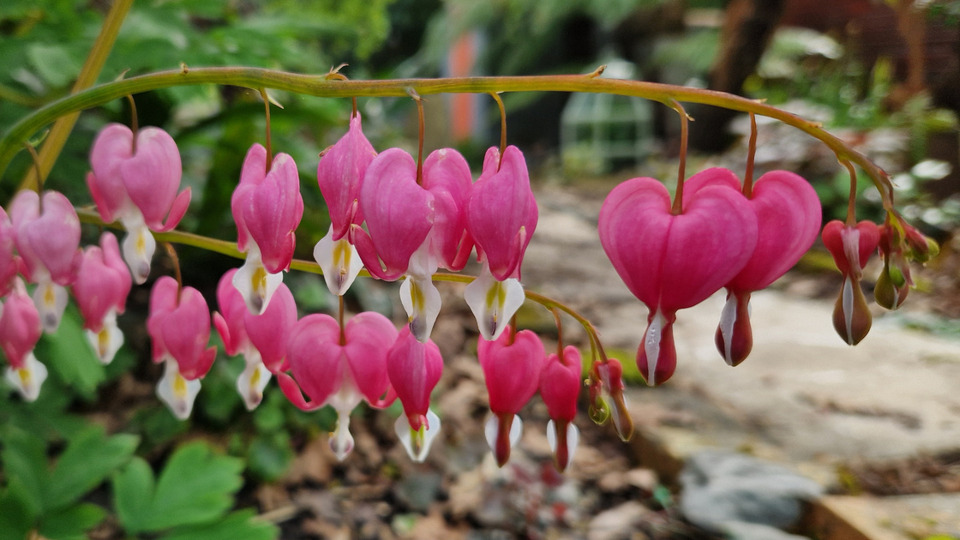 10-class pass (Community Rate)