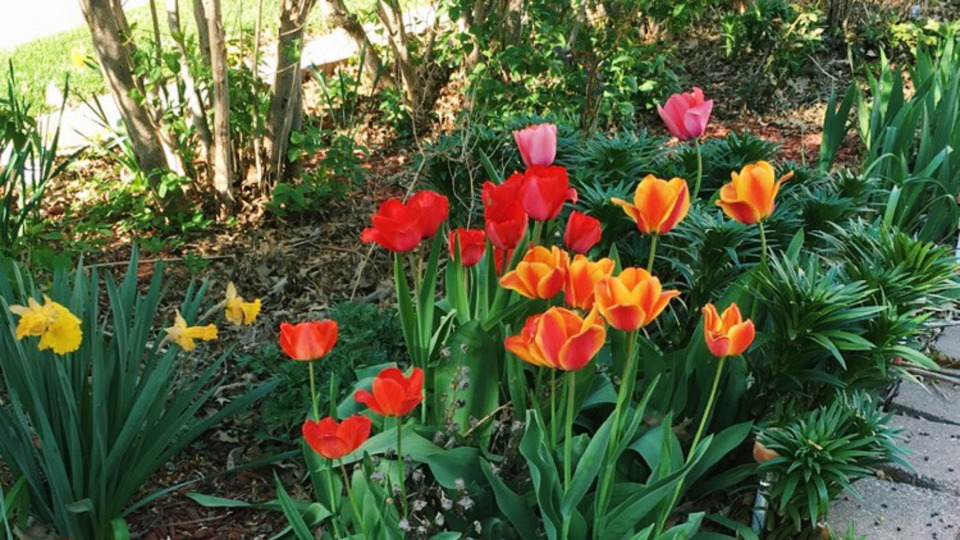 10 Days (Credits) Per Month Membership for $300