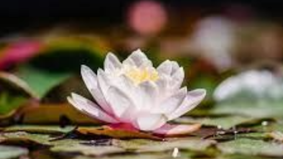 Blooming Lotus Reclamation by Rebecca (Last Sun. of Mo.)