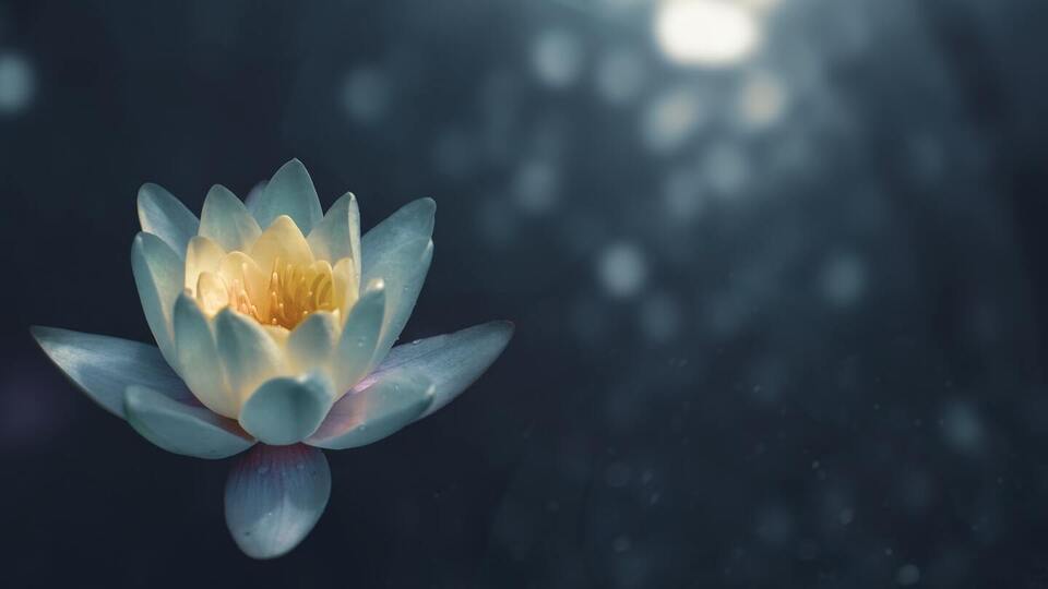 One Pass/Renew Active