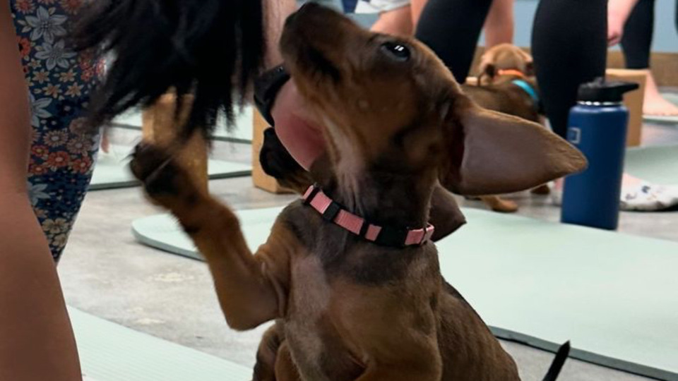 Puppy Love Summer Yoga