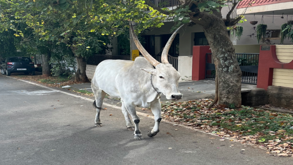 Unlimited Mysore