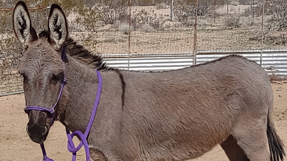 Animal Reiki 30 minutes