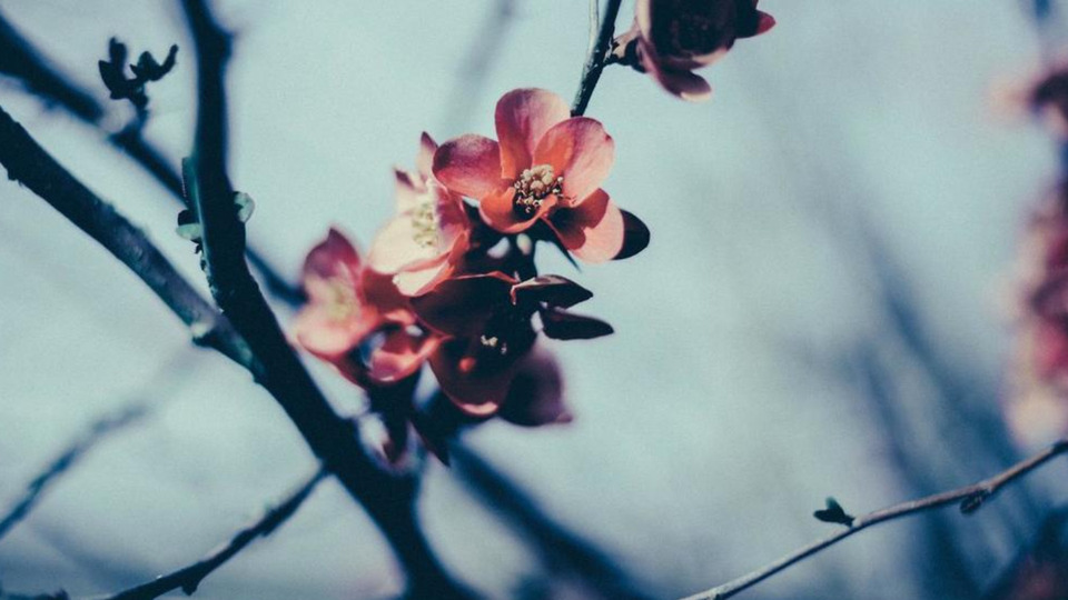 Monday Flo Park 5 Class Pass - mid price