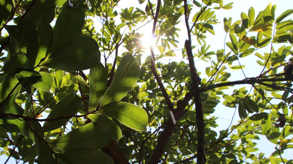 Spring Nervous System Reset Workshop
