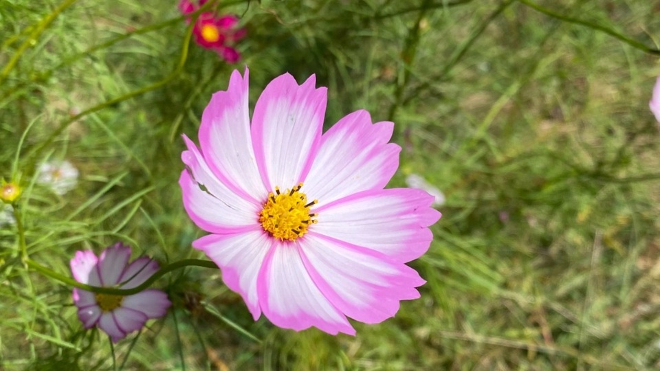 10 Hour-Long Private Yoga Lessons