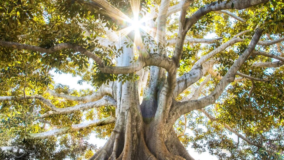 Sustainer Online Membership