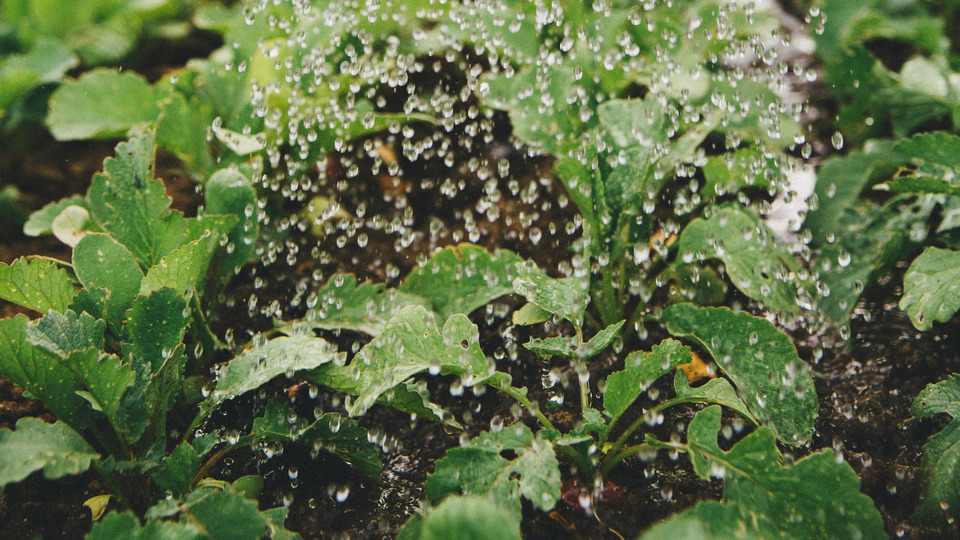 Offering Image