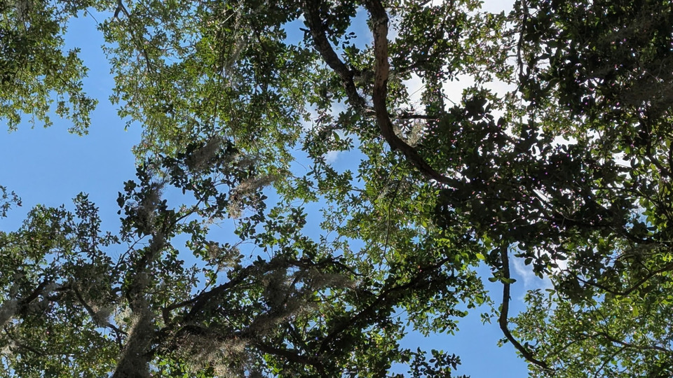 🌳 Yoga Under the Oaks