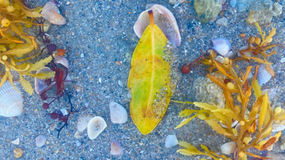 Integrated Mindbody Flourishing Coaching Package 