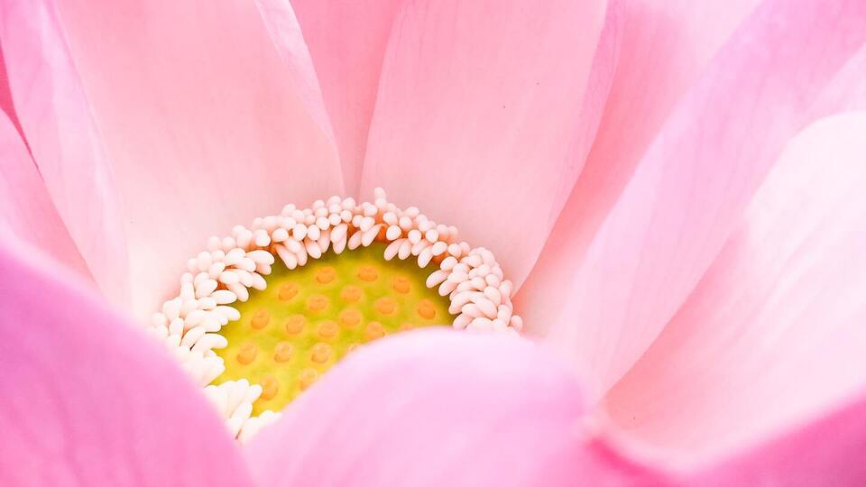 Full Bloom: 3-Month Package