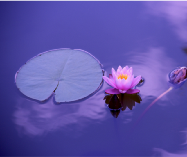 Embodied Wellness Membership