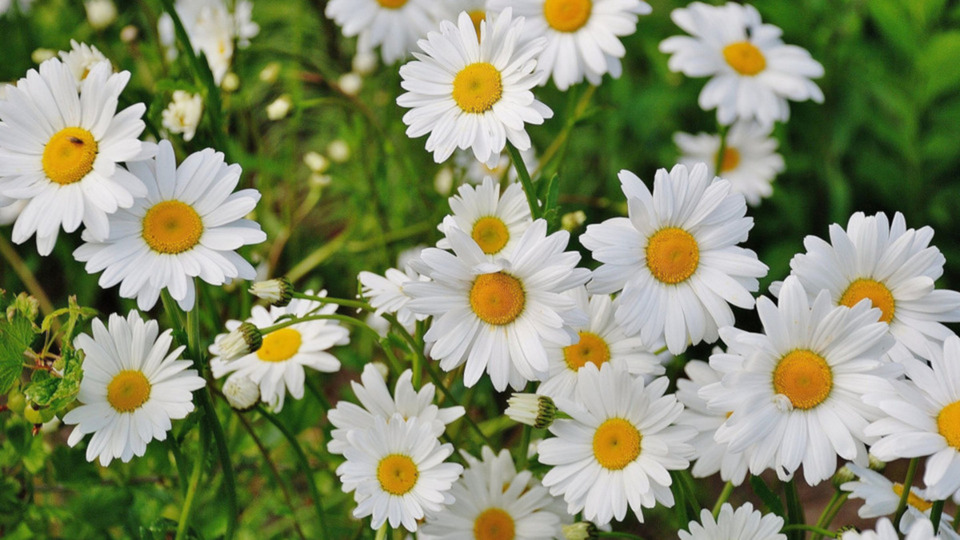 $65 Five Class Monthly Auto Renew