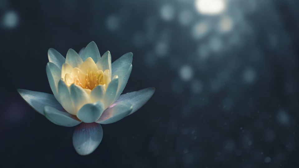The Grief Series: Somatic Tools for End-of Life with Yve Harrold 