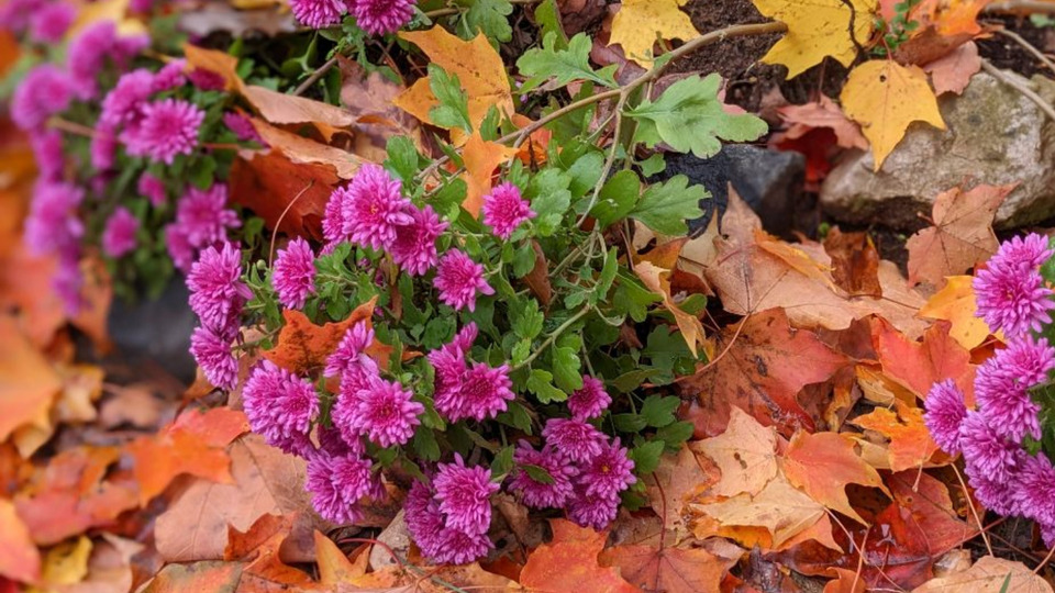 Hearth Yoga Patron: *5* Class Package