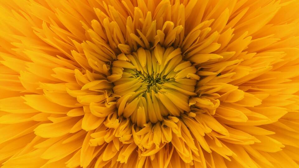 Bloom: Live Session Package 