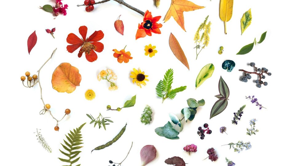 The Grief Series - Horticulture: A Somatic Tool for Grief with Devon Hukill