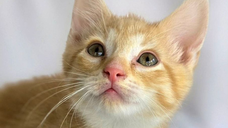 KITTEN YOGA FUNDRAISER