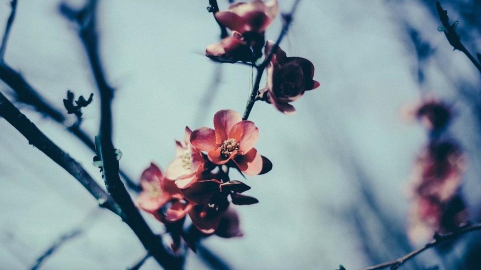 10 Private ONLINE Training Sessions