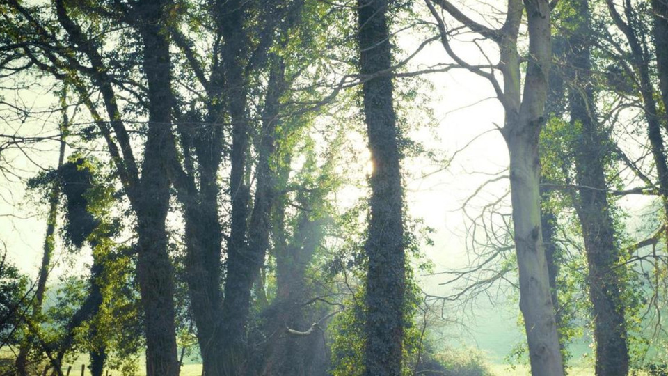 Yoga, Qigong + Strength / $60