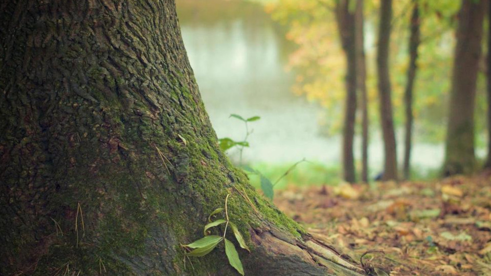 Private Reiki for Women
