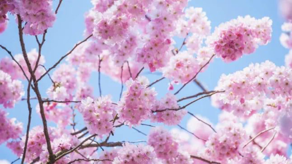 Spring Renewal Retreat