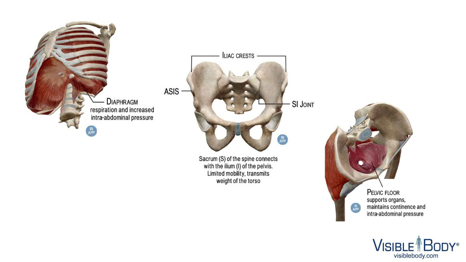 3-Week Core to Pelvic Floor - Recorded Class Series with Ali Zuba