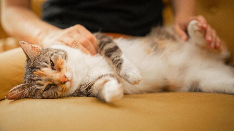 Pet Tarot Consultation With Energy Healing