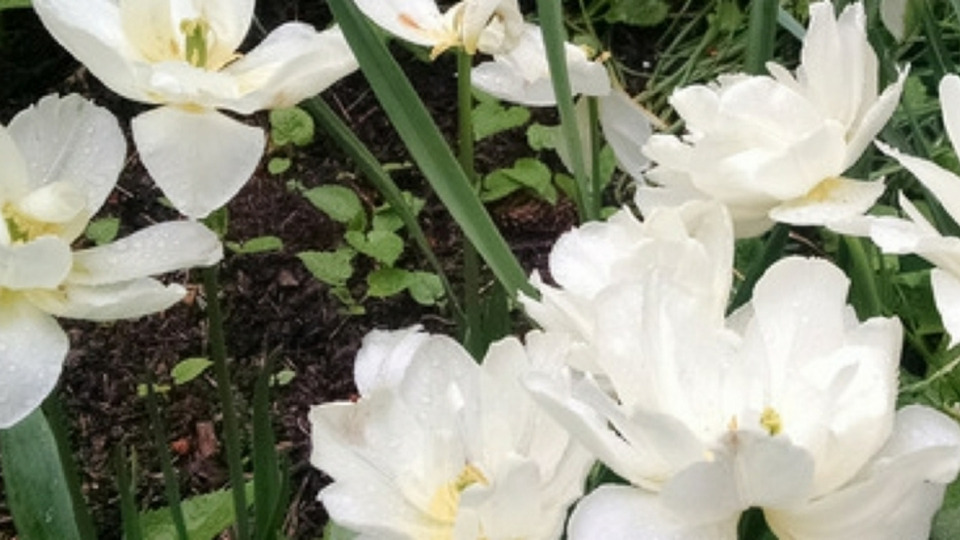 Offering Image
