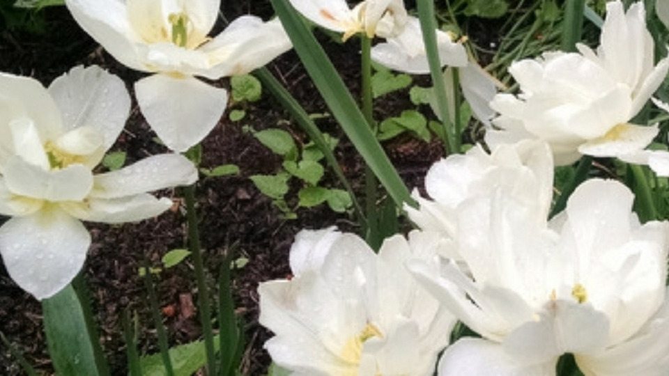 $108 One Month Unlimited Auto Renew 