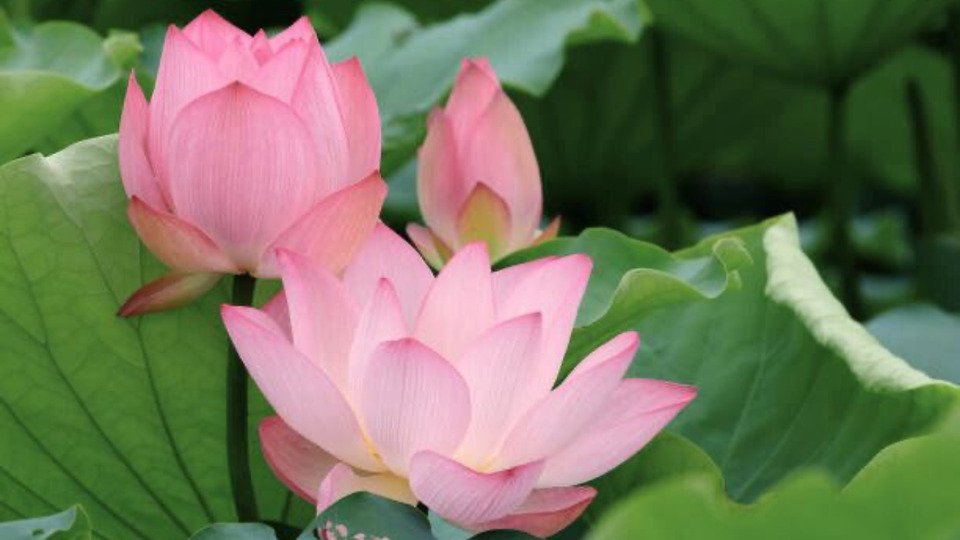 3-Session Virtual Reiki Journey Package