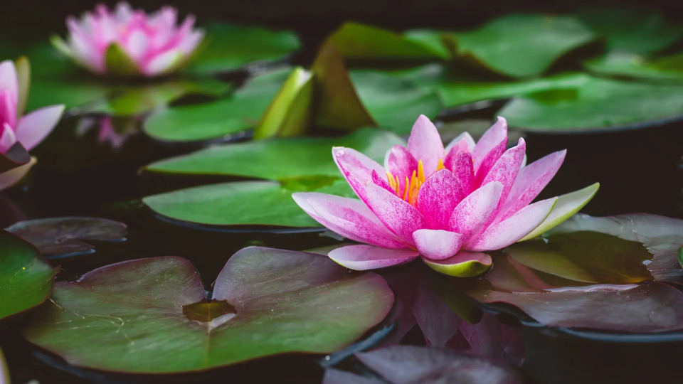 Single Class Drop-In