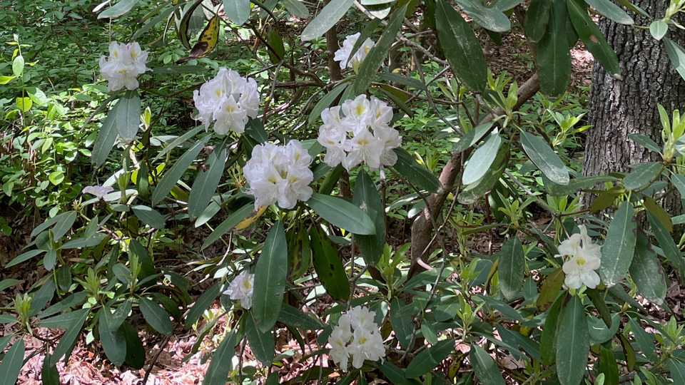 Offering Image