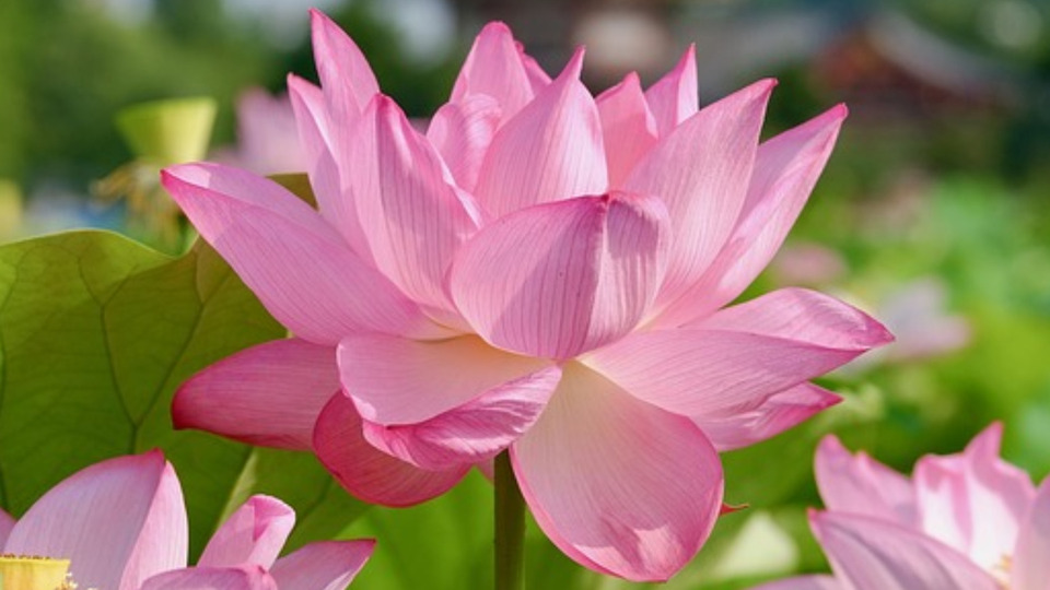 Offering Image