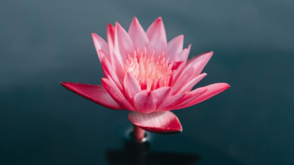 Offering Image