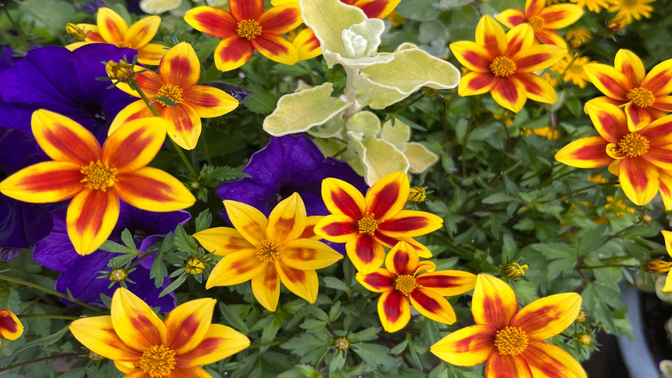 Offering Image