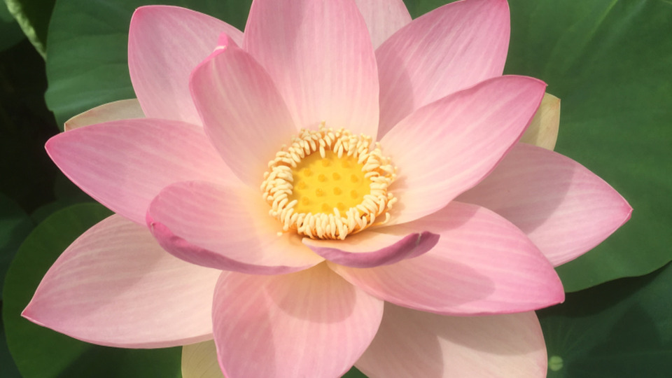 Offering Image